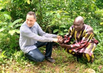 Agroforesterie/Café-Cacao : La Coopérative UDAN a planté 26000 arbres en 2 ans