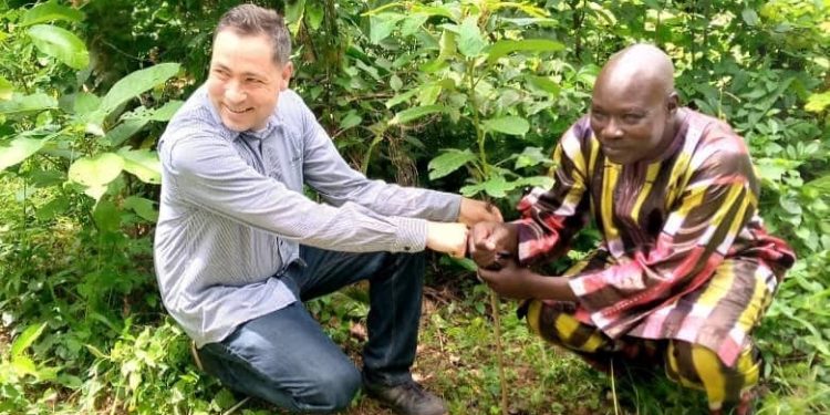 Agroforesterie/Café-Cacao : La Coopérative UDAN a planté 26000 arbres en 2 ans