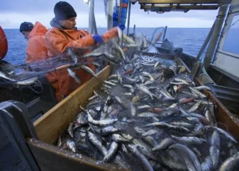 Haute mer: Les Marins pêcheurs en grève ce lundi contre les armateurs espagnols