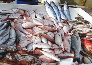 Pêches marines : La Côte d’Ivoire adopte des fermetures saisonnières