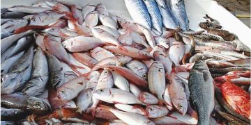 Pêches marines : La Côte d’Ivoire adopte des fermetures saisonnières