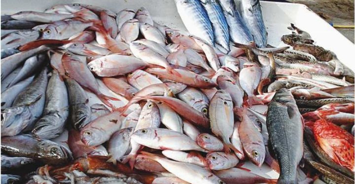 Pêches marines : La Côte d’Ivoire adopte des fermetures saisonnières