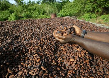 Filière Café-cacao: Le cri du cœur des producteurs ivoiriens en pleine CAN