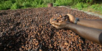 Filière Café-cacao: Le cri du cœur des producteurs ivoiriens en pleine CAN