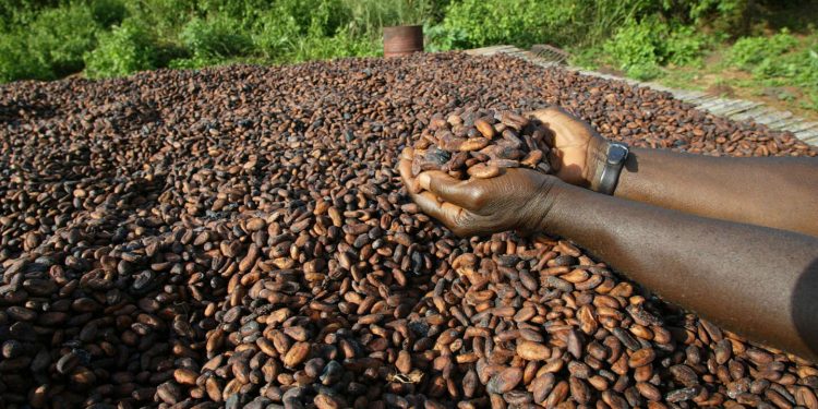 Filière Café-cacao: Le cri du cœur des producteurs ivoiriens en pleine CAN