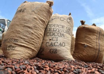 Côte d’Ivoire : Baisse inquiétante des fèves et gestion ambiguë du Conseil du Café-cacao