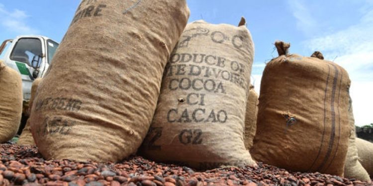 Côte d’Ivoire : Baisse inquiétante des fèves et gestion ambiguë du Conseil du Café-cacao