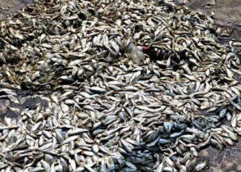 Poissons morts dans la lagune à Biétry : Les explications du CIAPOL