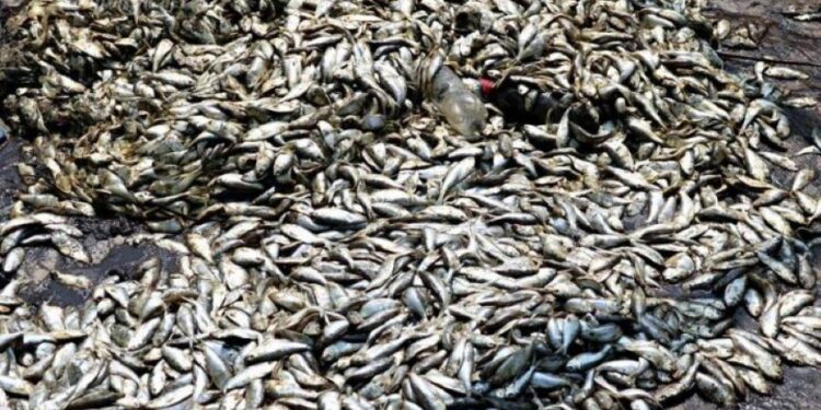Poissons morts dans la lagune à Biétry : Les explications du CIAPOL
