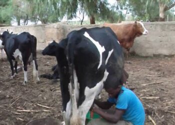 Mali: Le gouvernement veut mieux valoriser la production laitière estimée à un million de tonnes par an