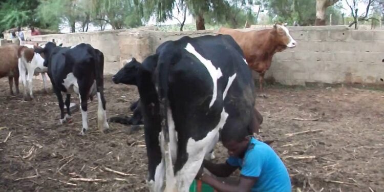 Mali: Le gouvernement veut mieux valoriser la production laitière estimée à un million de tonnes par an