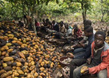 Côte d’Ivoire: Persistance du travail des enfants dans divers secteurs de l’économie (Amnesty International)