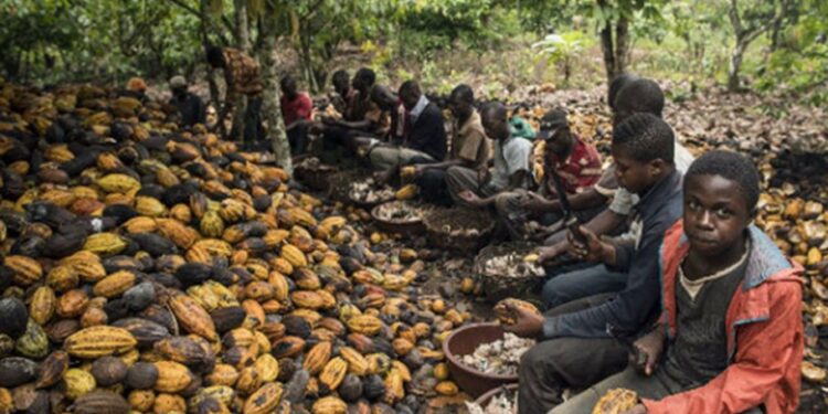 Côte d’Ivoire: Persistance du travail des enfants dans divers secteurs de l’économie (Amnesty International)