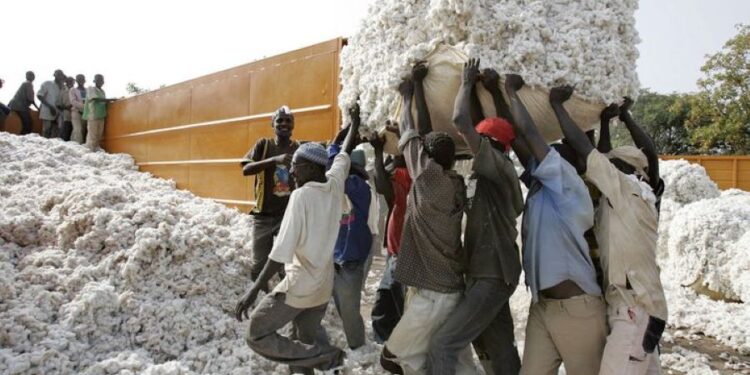 Mali : Le prix du kg du coton fixé à 300 FCFA pour la prochaine campagne