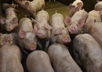 Côte d’Ivoire : La peste porcine africaine détectée à Daloa