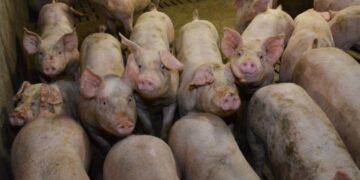 Côte d’Ivoire : La peste porcine africaine détectée à Daloa