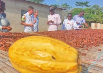 Côte d’Ivoire : Le Prix du kg du Cacao passe de 1000 à 1500 FCFA