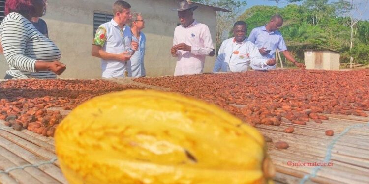Côte d’Ivoire : Le Prix du kg du Cacao passe de 1000 à 1500 FCFA