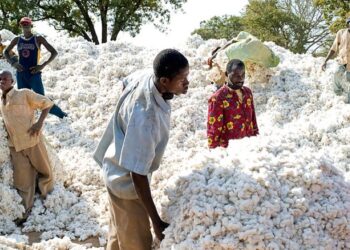 Burkina : Le pays vise une production cotonnière de 595.000 tonnes en 2025