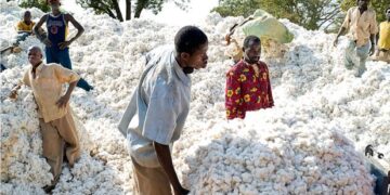 Burkina : Le pays vise une production cotonnière de 595.000 tonnes en 2025