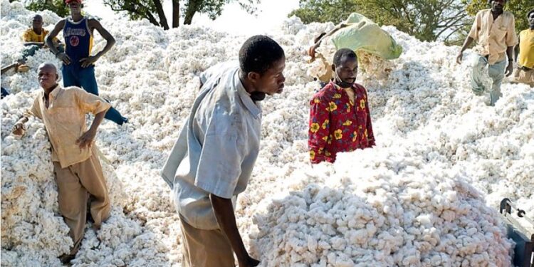Burkina : Le pays vise une production cotonnière de 595.000 tonnes en 2025