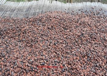 Côte d’Ivoire: Vers la création d’une forte union des sociétés coopératives de Café-cacao