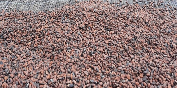 Côte d’Ivoire: Vers la création d’une forte union des sociétés coopératives de Café-cacao
