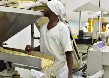 Côte d’Ivoire: Le taux de transformation de la noix de cajou est passé de 6,22% en 2016 à 21% en 2023