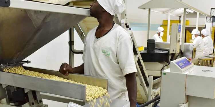 Côte d’Ivoire: Le taux de transformation de la noix de cajou est passé de 6,22% en 2016 à 21% en 2023