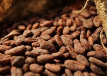 Côte d’Ivoire : Pourquoi le gouvernement ne pouvait pas faire mieux que 1800 FCFA le kg du cacao pour les producteurs