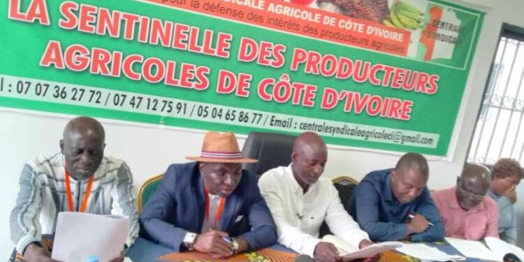 Café-Cacao : La Centrale syndicale agricole plaide pour le report de l&rsquo;application de la réglementation européenne