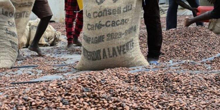 Côte d’Ivoire: Comment l’administration fiscale asphyxie des Sociétés Coopératives  de Café-cacao