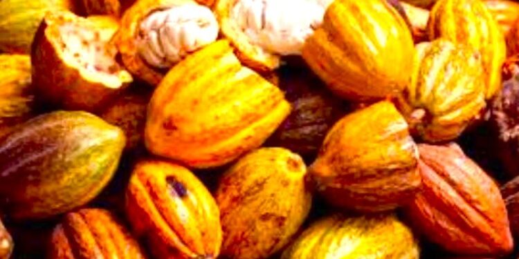 Interprofession Café-cacao : Ça deal sur le dos des producteurs