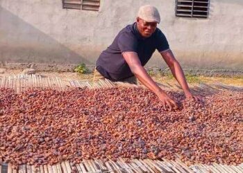 Café-cacao: Des dizaines de milliers de producteurs toujours en attente de leurs cartes de producteurs