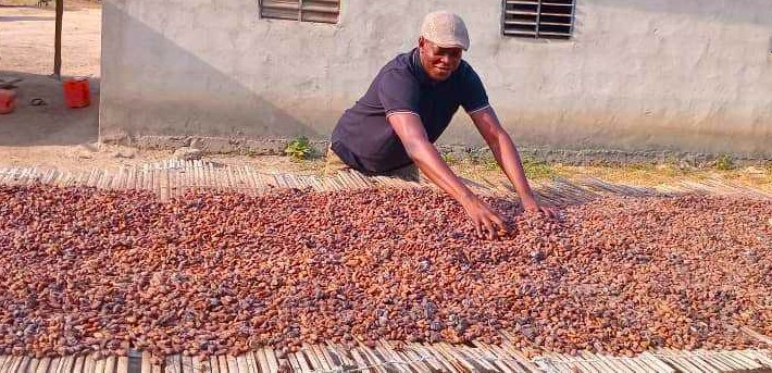 Café-cacao: Des dizaines de milliers de producteurs toujours en attente de leurs cartes de producteurs