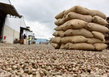 Côte d’Ivoire : Le Conseil du coton et de l’anacarde mobilise 30 milliards FCFA pour la campagne 2025