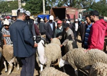 Tabaski 2025 : Pourquoi Mohammed VI appelle les Marocains à renoncer au sacrifice du mouton
