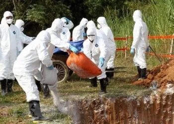 Un an après l’abattage sanitaire : Les éleveurs de porcs de Songon réclament leurs indemnisations