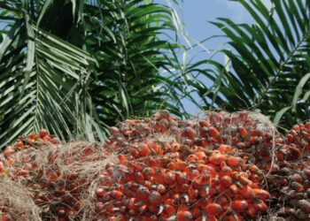 Grand- Bassam: La 7è édition de la Journée du Planteur de Palmier à Huile démarre ce 1er août