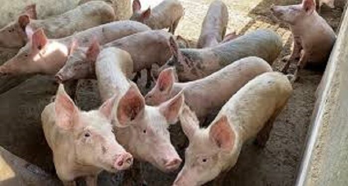 Côte d’Ivoire : Toute reprise de l’élevage porcin sans autorisation est passible de sanction