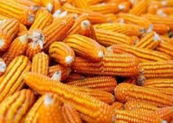 Zimbabwe : La raison de l’interdiction des importations de maïs