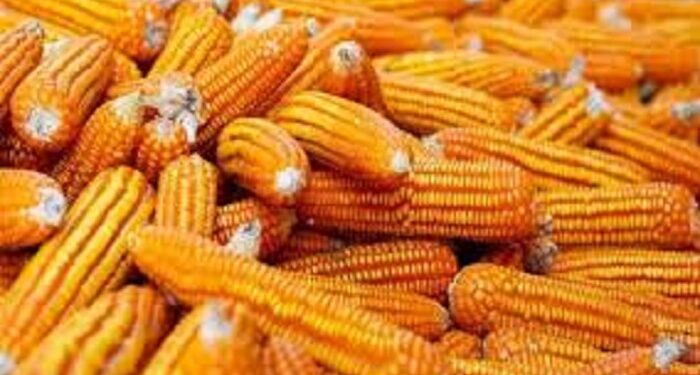 Zimbabwe : La raison de l’interdiction des importations de maïs