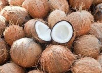 Côte d’Ivoire : La filière noix de coco génère plus de 9 milliards sur un potentiel de 60 milliards FCFA