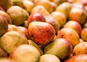 Mali : La raison de la suspension temporaire de l’importation de mangues par l’UE