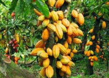 Côte d’Ivoire : La SOCAHI reçoit 140 hectares de semences de cacao pour booster sa production