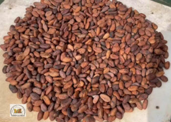 Qualité du Cacao : La Coopérative UDAN renforce la sensibilisation de ses producteurs