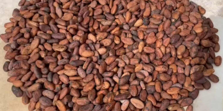 Qualité du Cacao : La Coopérative UDAN renforce la sensibilisation de ses producteurs