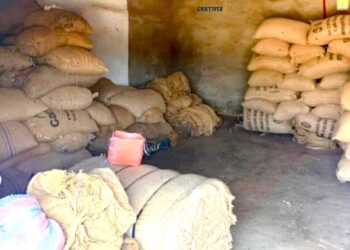 Café-cacao : La coopérative SOCALMA, dix-huit ans d’ancrage dans la Marahoué