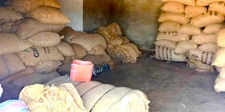 Café-cacao : La coopérative SOCALMA, dix-huit ans d’ancrage dans la Marahoué