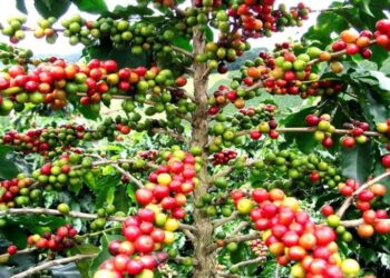 Durabilité: La Côte d’Ivoire ratifie l’Accord international sur le café 2022